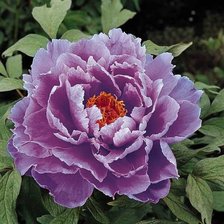 Схема вышивки «пион»