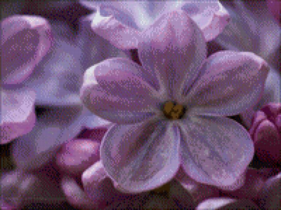 На счастье! - схема, сирень, цветы - предпросмотр