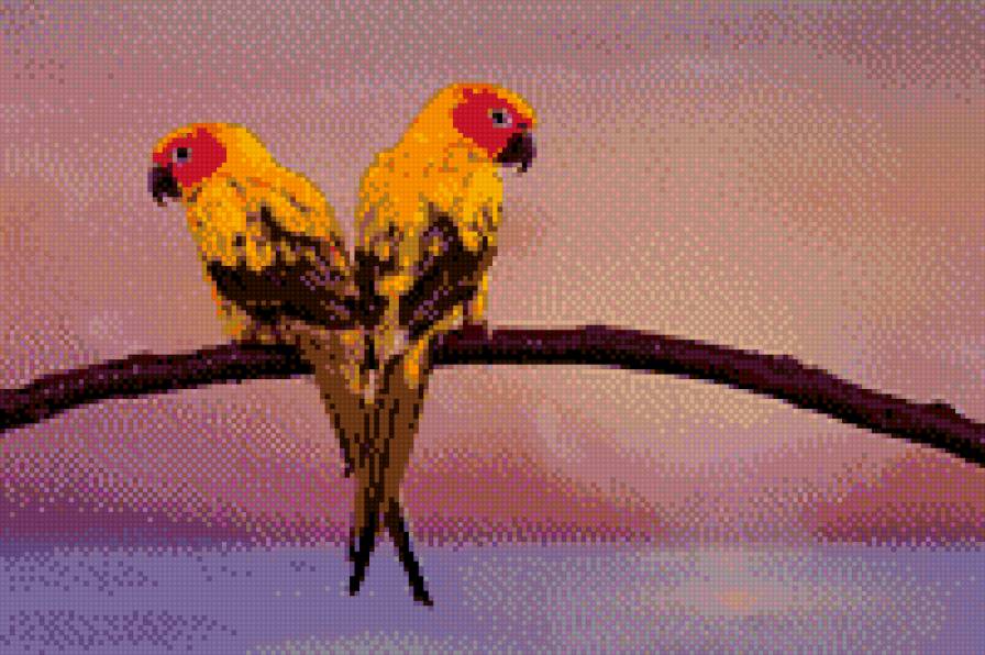 попугаи - предпросмотр