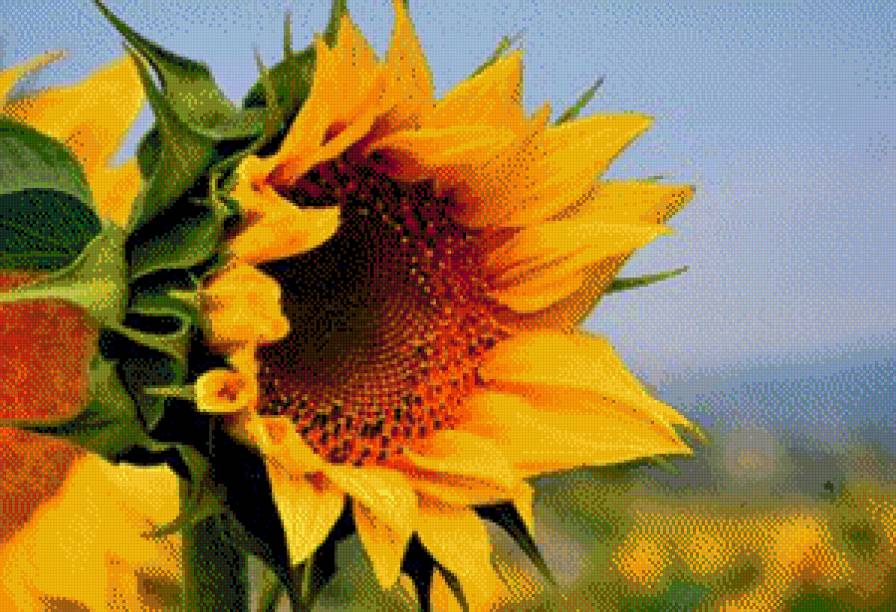 Подсолнух - предпросмотр