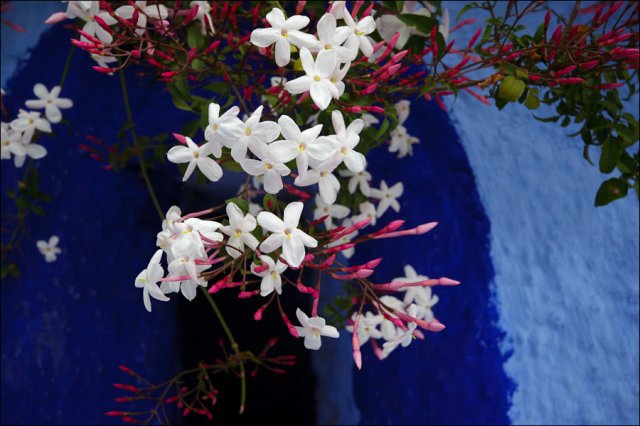 белые цветочки - ярко, цветы - оригинал