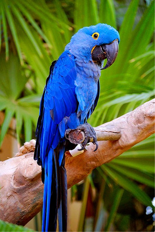 попугай - оригинал