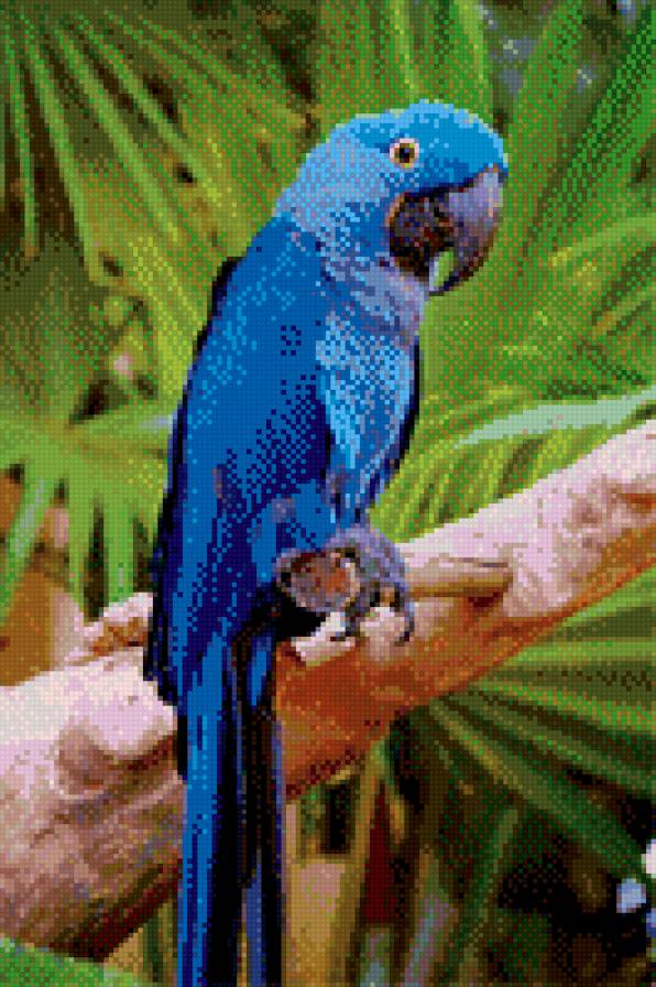 попугай - предпросмотр