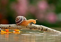 переправа улитки - нет - оригинал