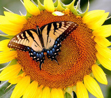 Схема вышивки «Бабочка на подсолнухе»