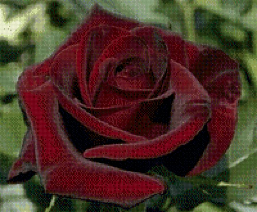 черная роза - роза, природа, цветы - предпросмотр