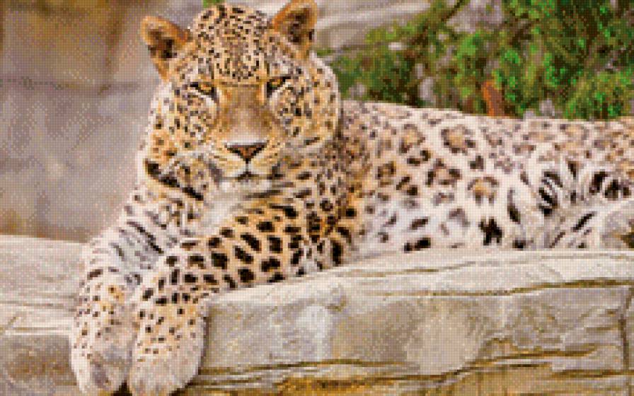 Леопард - звери, леопард - предпросмотр