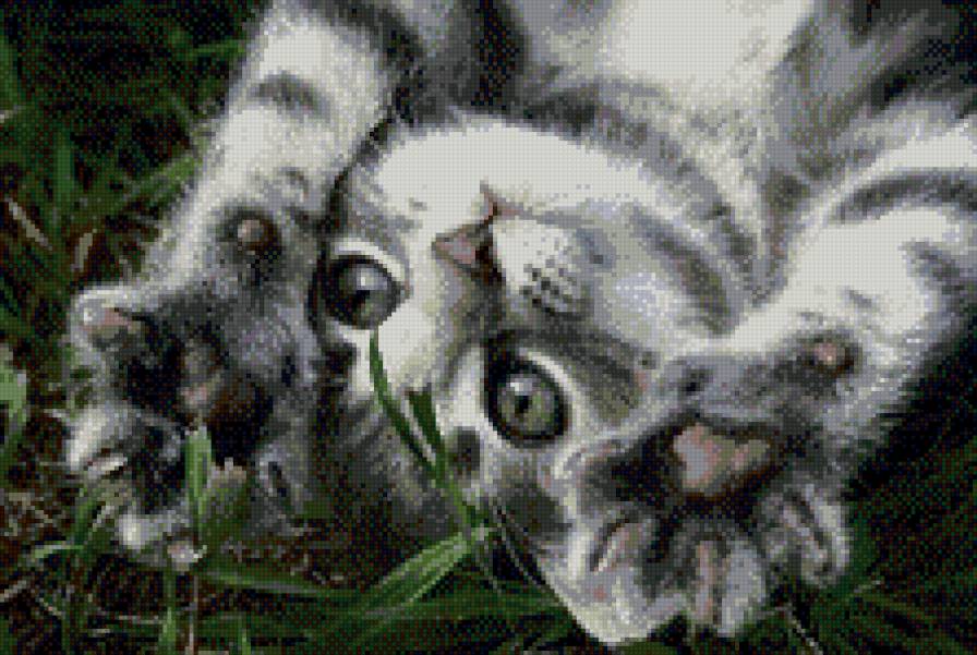 №564591 - коты - предпросмотр