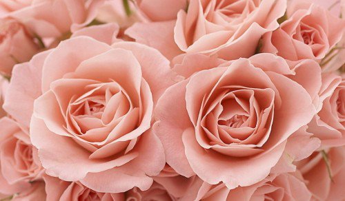 №564855 - розы - оригинал