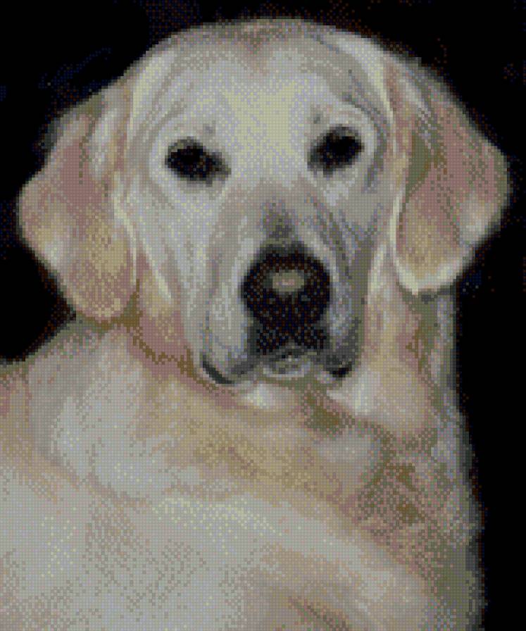 Голден ретривер Одри - ретривер, собака, голден - предпросмотр