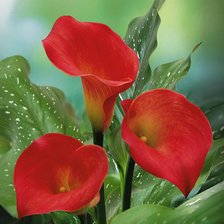 Схема вышивки «цветок»