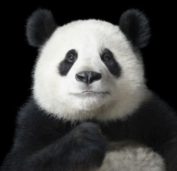 панда - оригинал