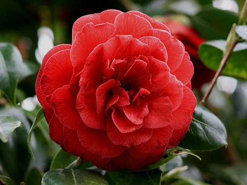 роза - оригинал