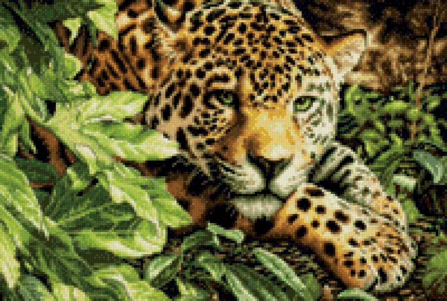 леопард - леопард, тигр, джунгли, хищник. - предпросмотр
