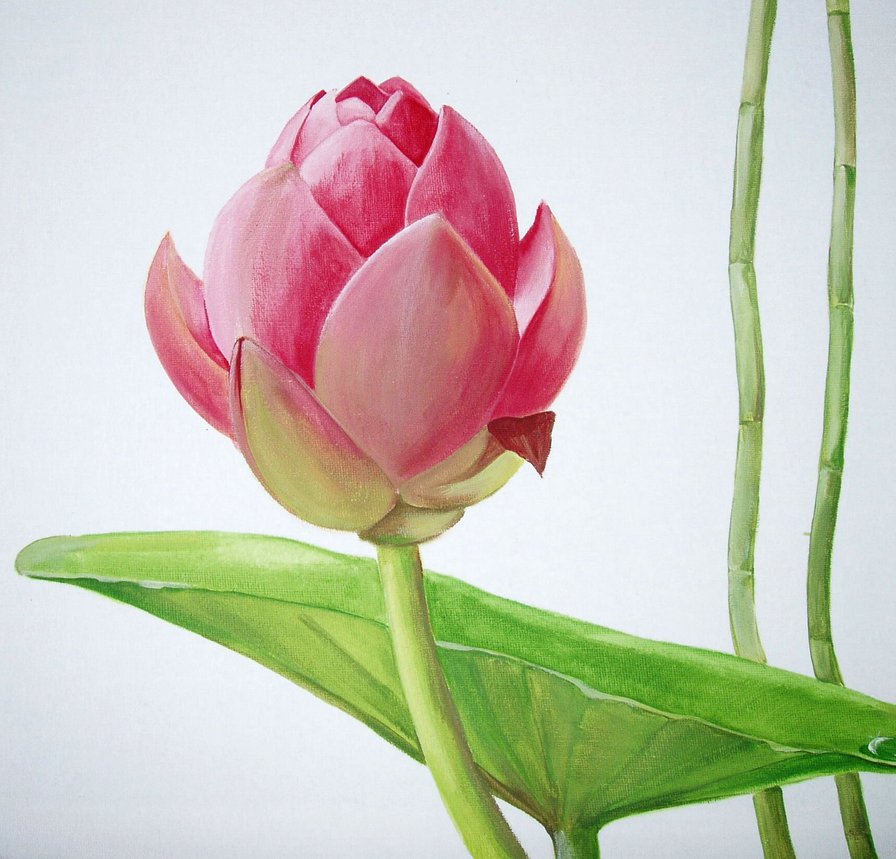 пано лотос - пано, лотос, цветы - оригинал