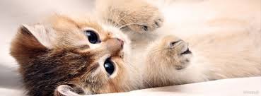 kotek - zwierze, kot - оригинал