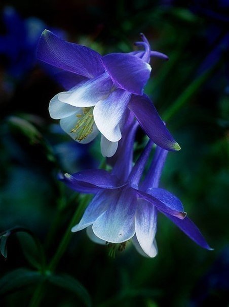 Приют - природа, цветы - оригинал