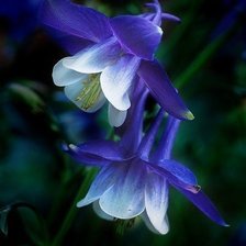 Схема вышивки «Приют»