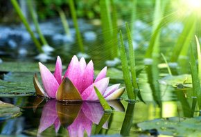 Лилии - оригинал