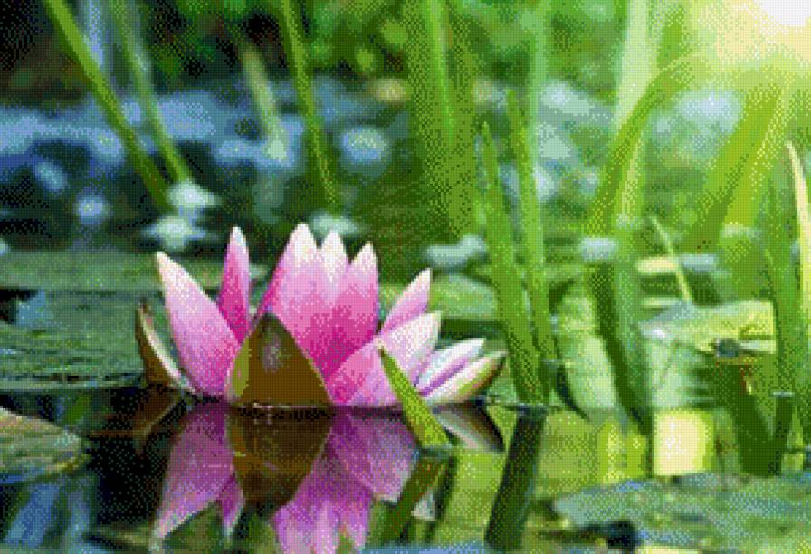 Лилии - предпросмотр