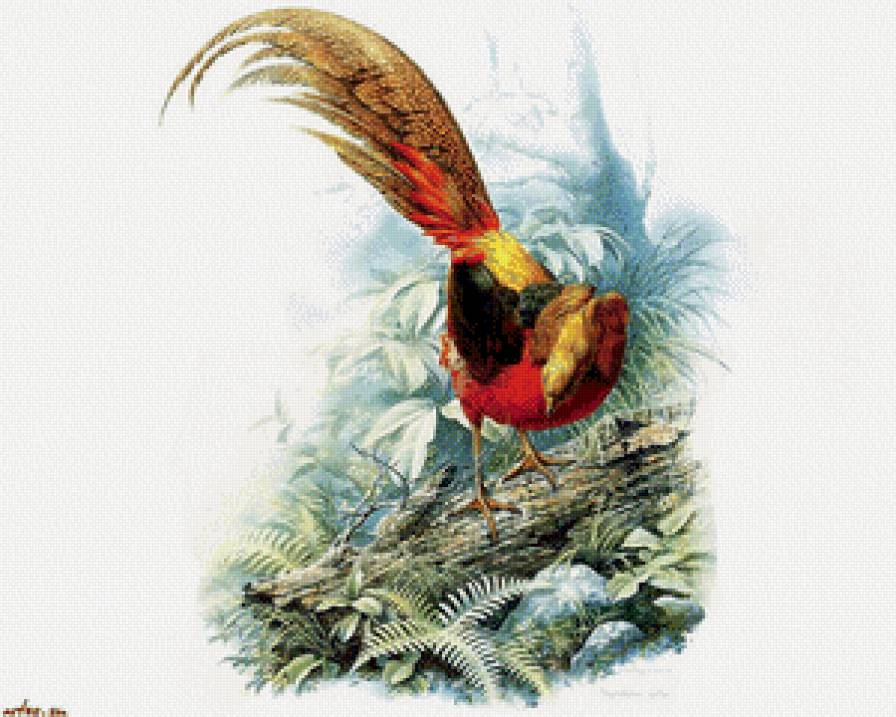 Золотой фазан - предпросмотр