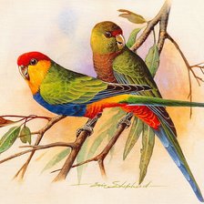 Оригинал схемы вышивки «Красношапочный попугай» (№565654)