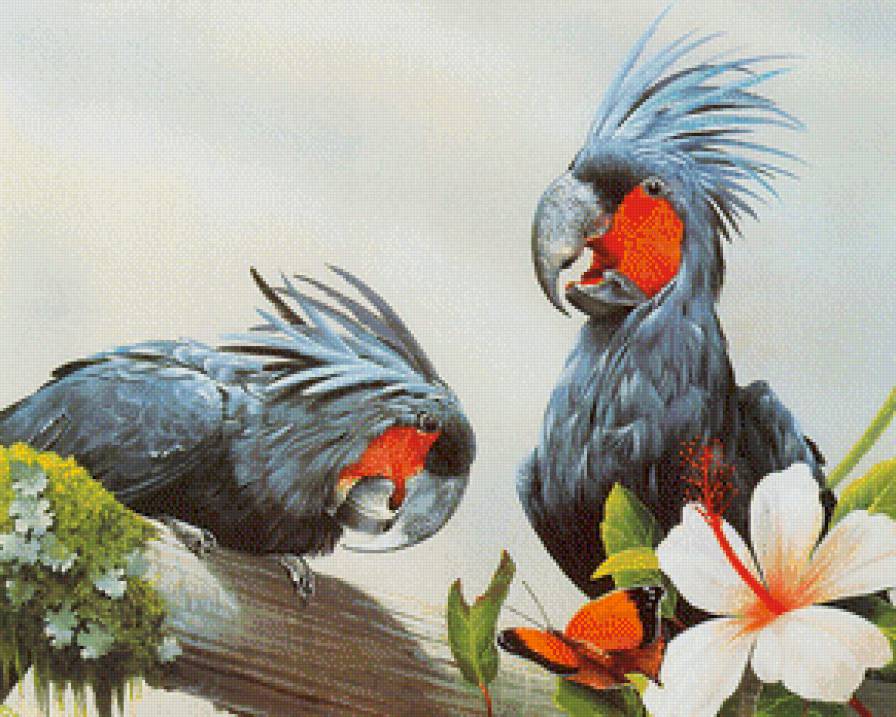Черный какаду - попугай, ветка, птицы - предпросмотр