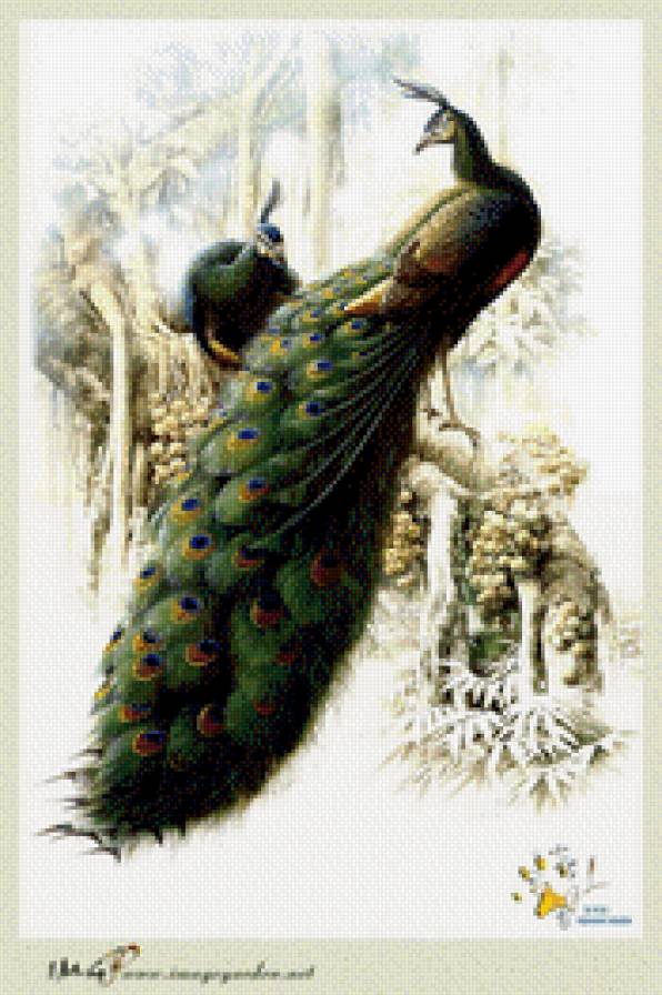 Павлины - птицы - предпросмотр