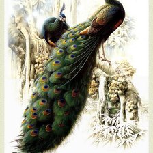 Схема вышивки «Павлины»