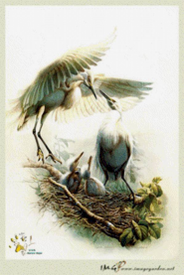 Птицы - птицы - предпросмотр