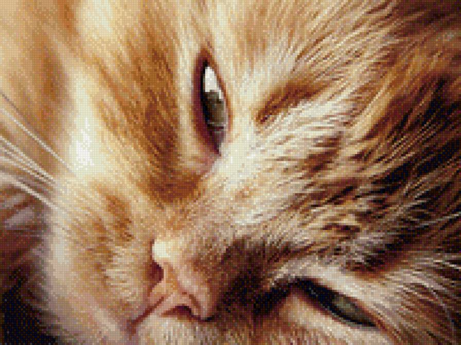 Рыжий - звери, животные, кот - предпросмотр