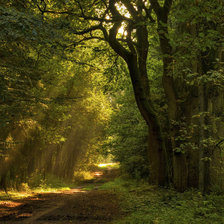 Схема вышивки «лес»