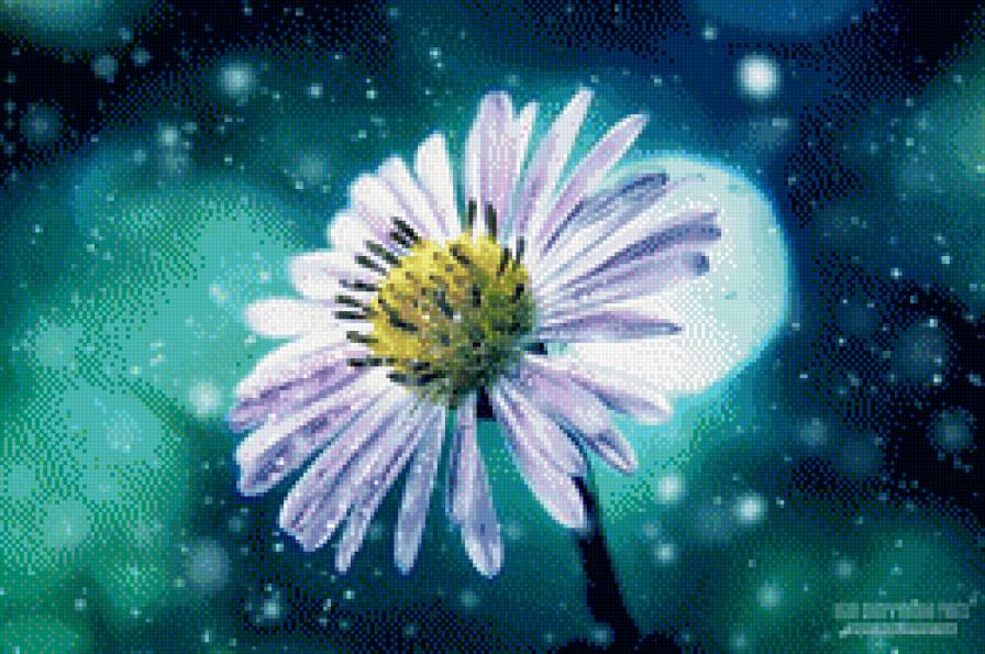 ромашка - предпросмотр