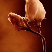 Схема вышивки «розы»