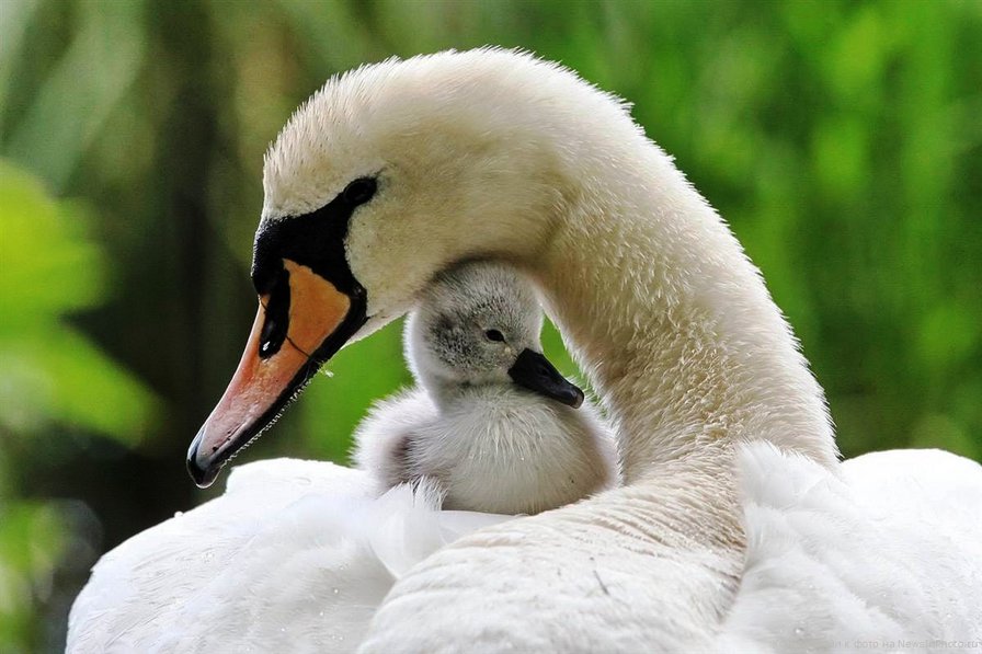 мать и дитя - мать и дитя, птицы, лебеди, природа - оригинал