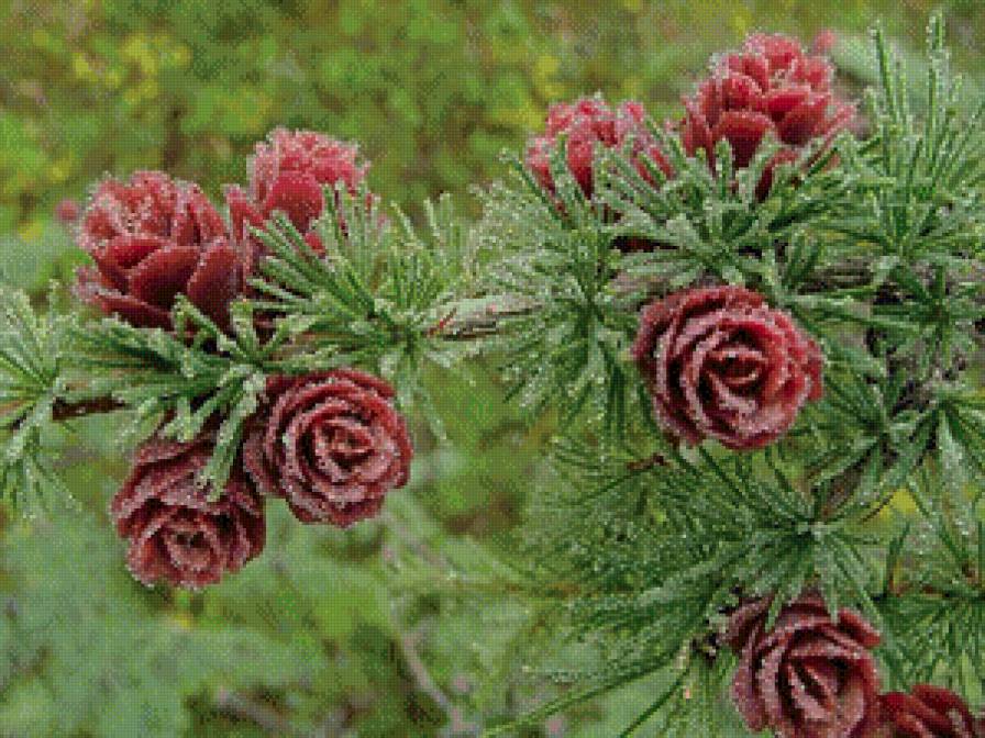 лиственница цветёт - куст, природа, дерево, цветы, картина, пейзаж, лиственница - предпросмотр