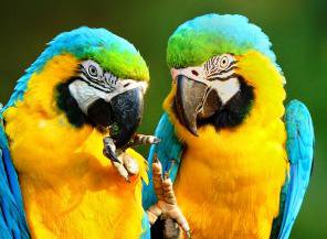 Попугаи - оригинал