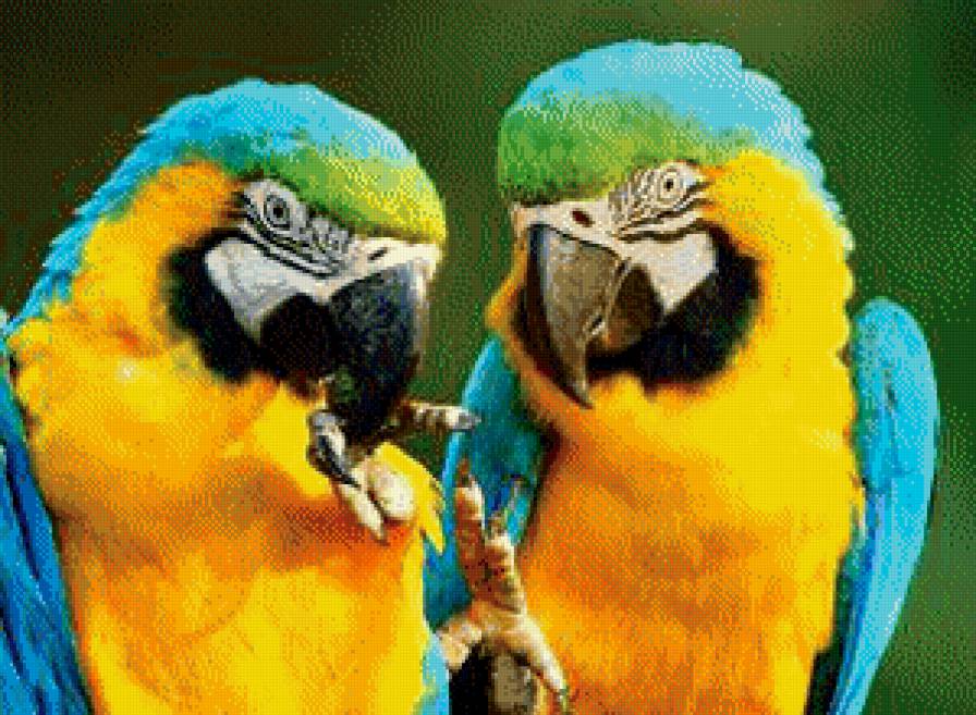 Попугаи - предпросмотр