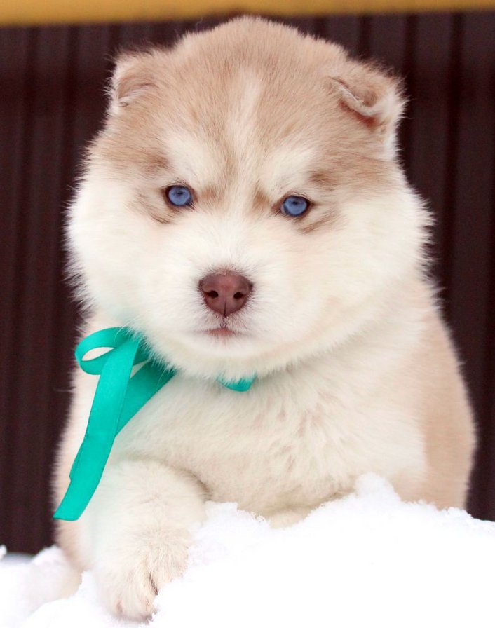 хэй-хэй - оригинал