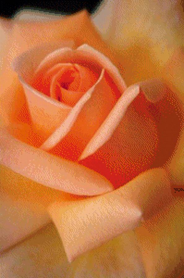 №566286 - розы - предпросмотр