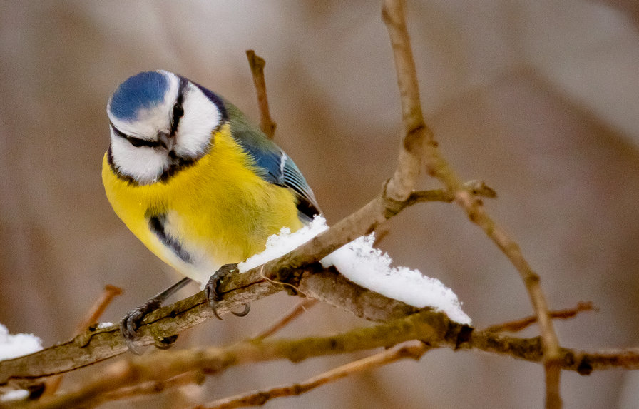Синица - птица, синица - оригинал
