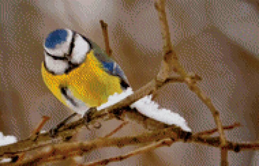 Синица - синица, птица - предпросмотр