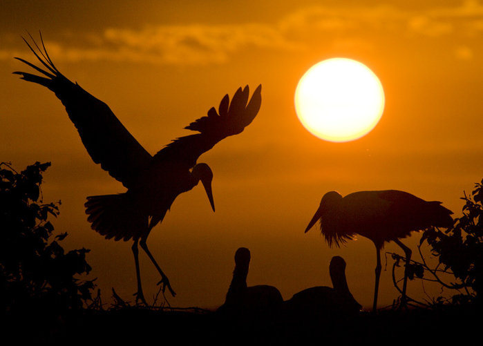 серия "закат" - закат.птицы - оригинал