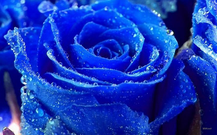 роза - оригинал