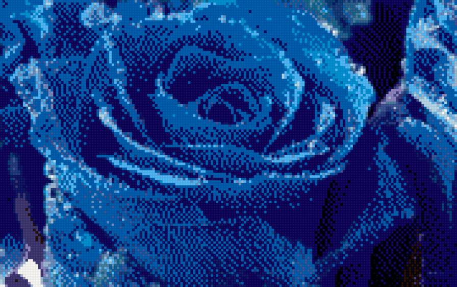 роза - предпросмотр