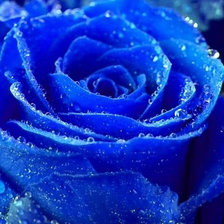 Схема вышивки «роза»