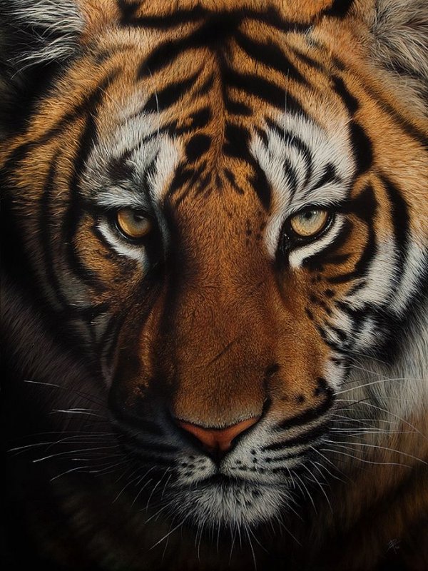 Тигра - животные, тигр - оригинал
