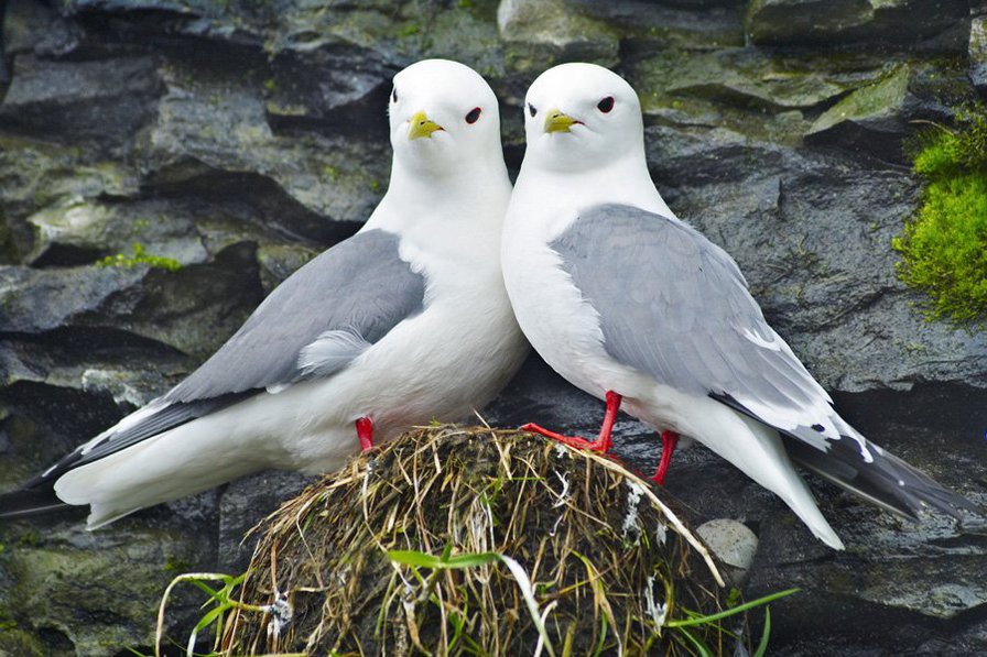 Голубки - оригинал