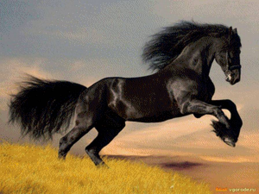 Черный конь - предпросмотр