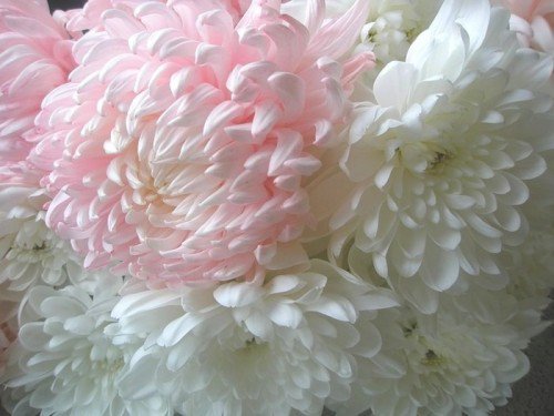 №566796 - цветы - оригинал